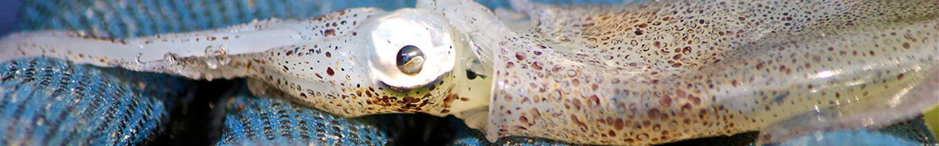 IMS-photo-of-Lolliguncula-brevis-aka-Atlantic-brief-squid