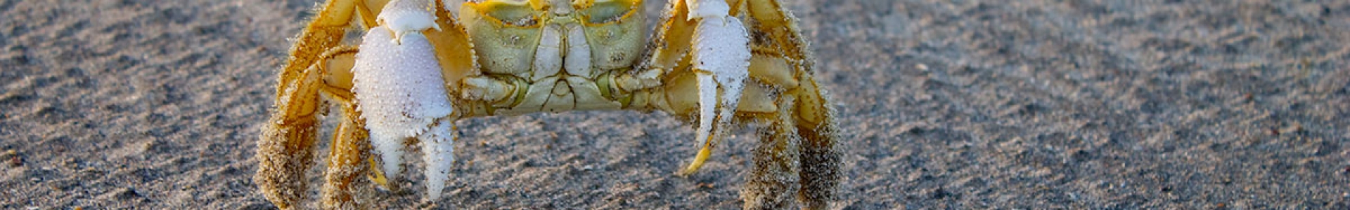 IMS-photo-of-a-curious-ghost-crab-makes-his-way-across-a-washover-fan-at-Onslow-Beach