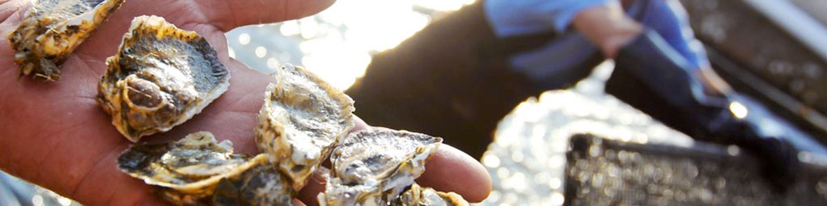 UNC-Institute-of-Marine-Science-IMS-Lindquist-Lab-oyster-research-samples-photo