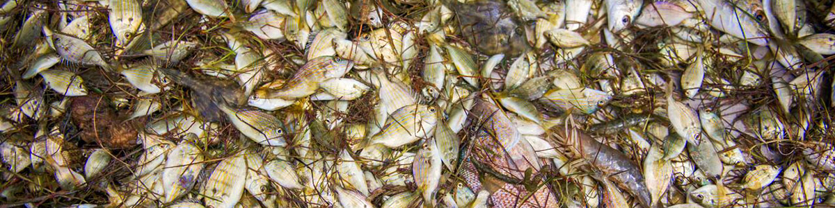UNC-Institute-of-Marine-Science-IMS-estuarine-fish-catch-photo