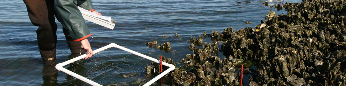 UNC-Institute-of-Marine-Science-IMS-oyster-bed-photo