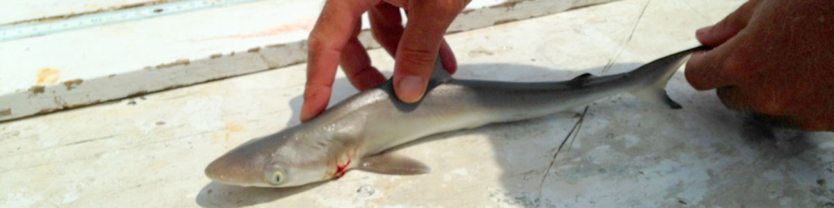 UNC-Institute-of-Marine-Science-IMS-shark-research-tagging-photo