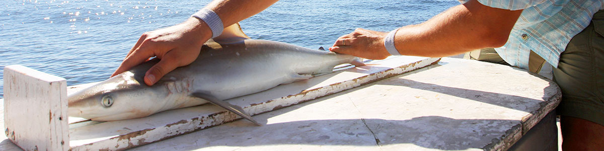 UNC-Institute-of-Marine-Sciences-IMS-Research-Public-Data-Martin-Benavides-shark-tagging-1200×300
